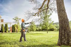 Best Tree Removal Services  in Lakeshire, MO